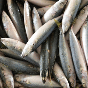 Pacific Mackerel (1kg)