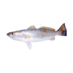 Sea Trout (1kg)