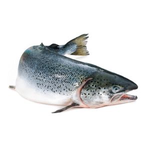 Whole Salmon Fish
